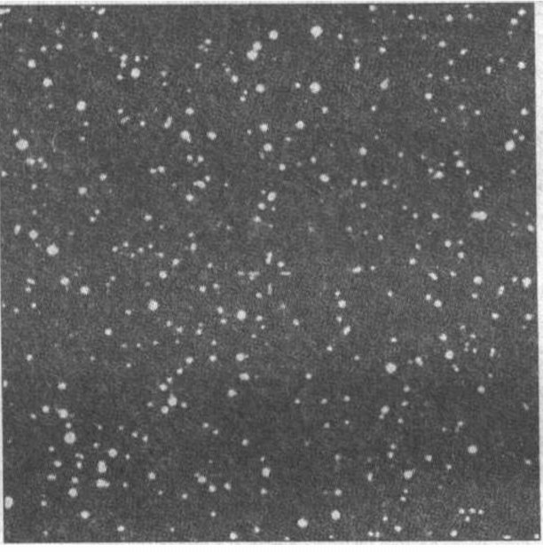 Рис. 6. В центре креста-маркера в 1853—1894 годах неоднократно наблюдалась и даже фотографировалась звезда 9,5—10 величины, известная теперь как SZ Per. Но па снимке из «Паломарского обзора неба» даже поблизости нет объекта ярче 16,5 звездной величины