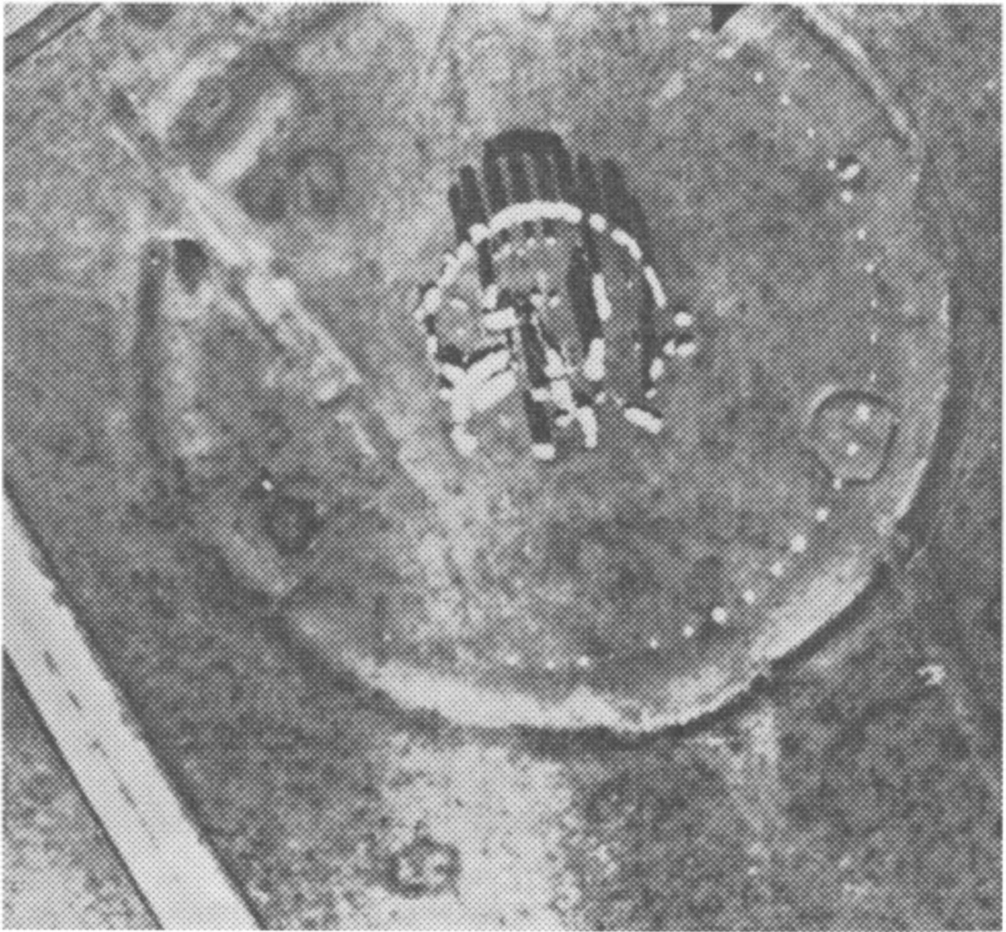 Фото 5. Рекогносцировочная фотография времен войны, август 1944 г. Обратите внимание, что трилит № 57—58 лежит