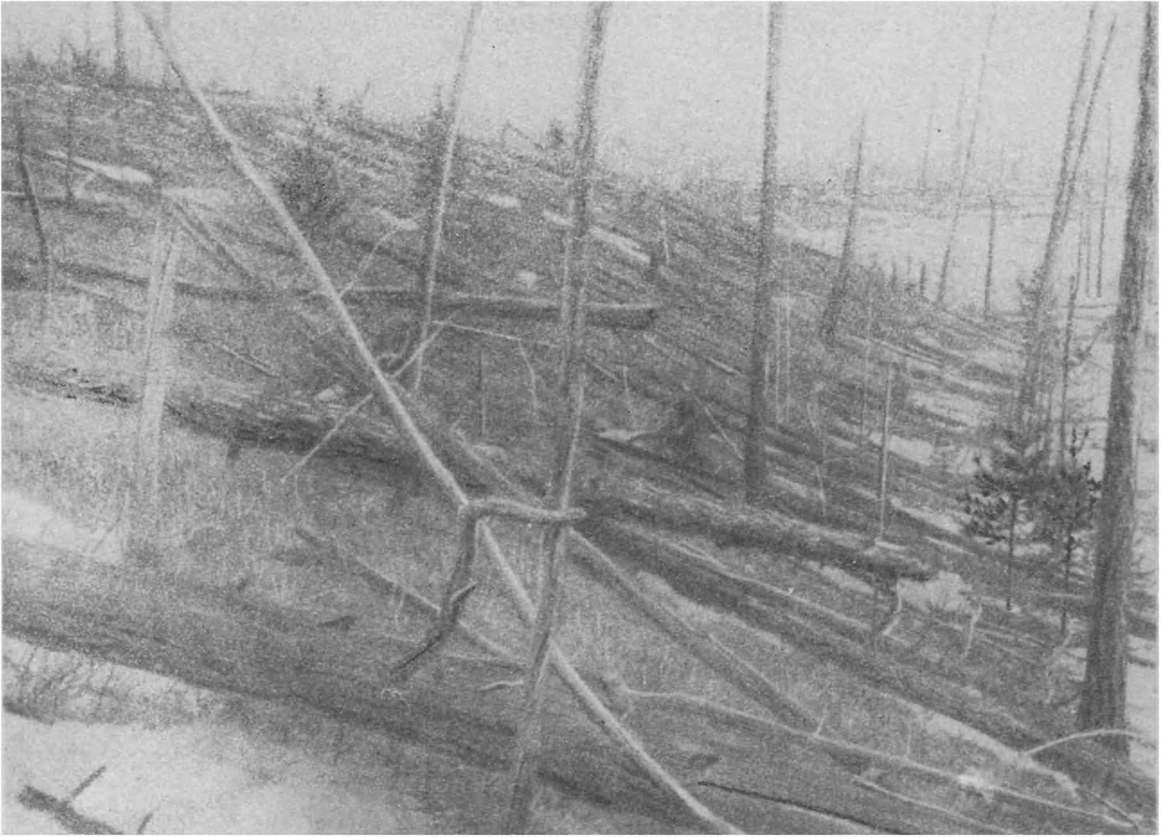 Деревья, поваленные в центральном районе падения Тунгусского метеорита