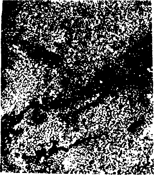 Фотография кусочка Млечного пути, состоящего из слабых звезд. Местами их сияние скрыто облаками темной пыли, видимыми как темные полоски