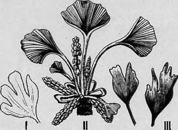 Гинкго. I — ископаемый отпечаток листа; II — взрослое растение; III — изрезанные по краям молодые листочки сеянцев