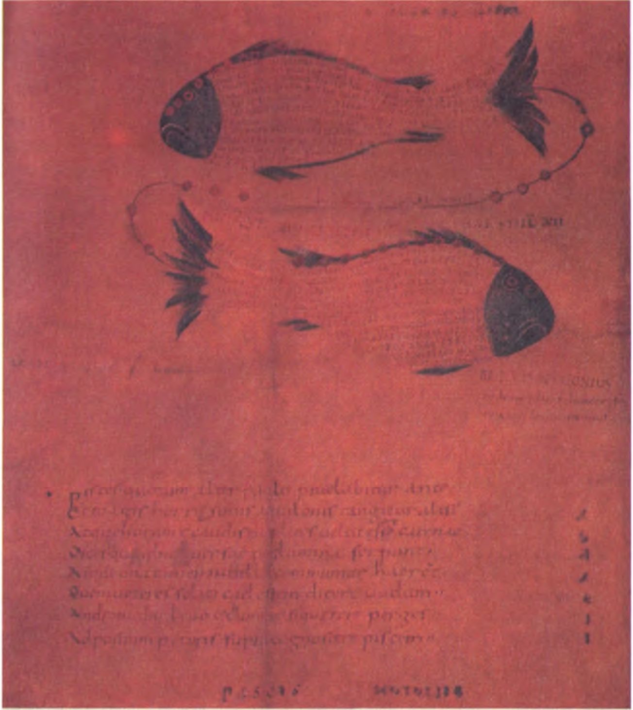 Созвездие Рыб из латинского перевода, авторства Цицерона, «Аратусского Феномена». (Британская Библиотека)